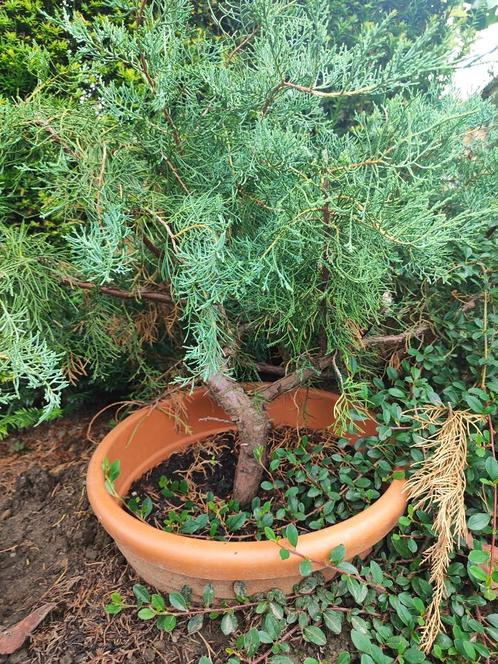 startplant bonsai juniperus excelsa (blauw), Tuin en Terras, Planten | Bomen, Overige soorten, Minder dan 100 cm, Halfschaduw