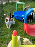 Border collie pups, Dieren en Toebehoren, CDV (hondenziekte), Meerdere, 8 tot 15 weken, Meerdere dieren
