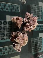 Schelpen, Ophalen of Verzenden, Schelp(en)