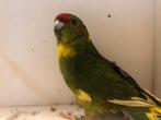 Jonge kakariki pop groen met wat bonte veren, Dieren en Toebehoren, Vrouwelijk, Parkiet, Geringd