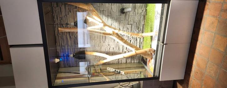 Groot Terarium, Dieren en Toebehoren, Vogels | Overige Vogels, Meerdere dieren