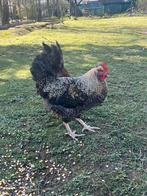 Olijflegger haan, Dieren en Toebehoren, Pluimvee