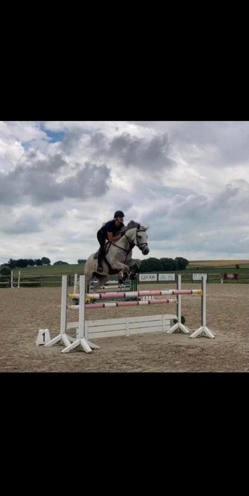 Zadelmak Maken, Lessen, Doorrijden & Wedstrijdbegeleiding, Dieren en Toebehoren, Paarden, Zadelmak
