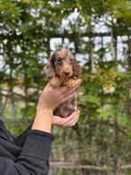 Prachtige dwergteckels, Dieren en Toebehoren, België, CDV (hondenziekte), 8 tot 15 weken, Dwerg