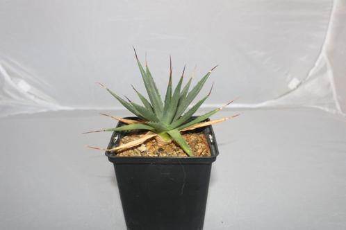 Agave utahensis, Huis en Inrichting, Kamerplanten, Vetplant, Minder dan 100 cm, Groene kamerplant, Volle zon, Ophalen of Verzenden