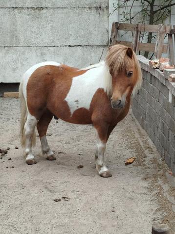 Shetlander