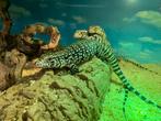 Grote keuze aan hagedissen, Dieren en Toebehoren, Reptielen en Amfibieën