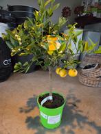 Citrus Pursha - citroen/zoet, Tuin en Terras, Ophalen