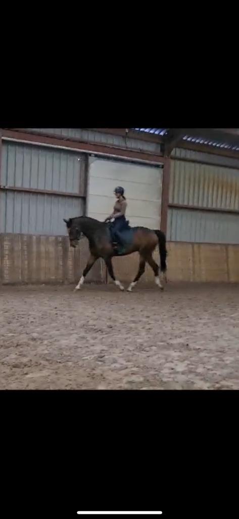 Zadelmak maken/doorrijden/corrigeren/revalideren aangeboden, Dieren en Toebehoren, Paarden en Pony's | Overige Paardenspullen