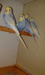 Regenboog grasparkieten, Dieren en Toebehoren, Meerdere dieren, Parkiet