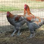 Twee mooie hanen Gratis af te halen., Dieren en Toebehoren, Vogels | Overige Vogels, Mannelijk