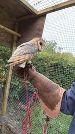 Tamme kerkuil, Dieren en Toebehoren, Pluimvee