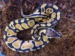 Pastel 66% het clown 50% dh dg/hypo ball python, Dieren en Toebehoren, Slang, Tam, 0 tot 2 jaar