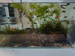 Black Molly, Dieren en Toebehoren