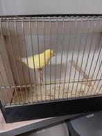 Kanaries Geel, Dieren en Toebehoren, Vogels | Kanaries, Mannelijk, Kleurkanarie