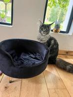 Luxe  sofa katten, Ophalen