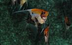 Hobbyaquarium Pterophyllum Scalare Koi Goldhead Redcheek, Vis, Zoetwatervis, Schoolvis