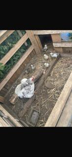 Kip met 6 kuikens, Dieren en Toebehoren, Overige Dieren, Vrouwelijk