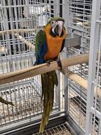 Jeunes aras Catalina apprivoisés dotés d'ADN et testés pour, Plusieurs animaux, Perroquet, Domestique