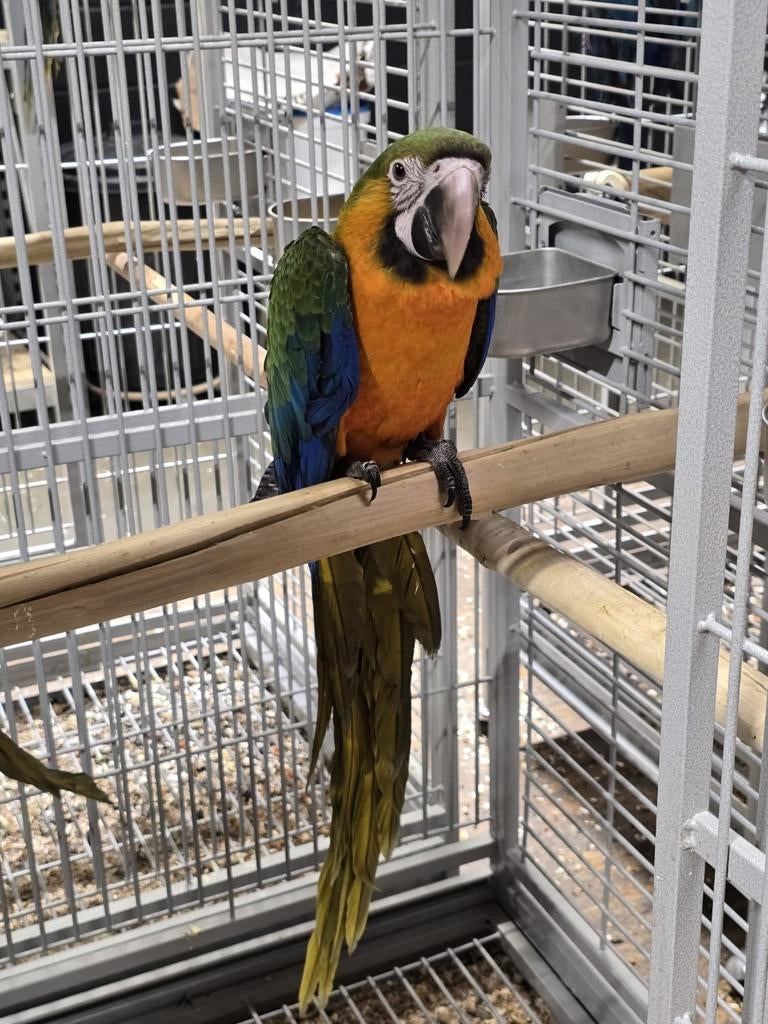 Jeunes aras Catalina apprivoisés dotés d'ADN et testés pour, Animaux & Accessoires, Oiseaux | Perruches & Perroquets, Perroquet