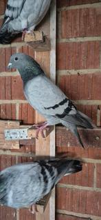 Duiven te koop 7 stok, Dieren en Toebehoren, Vogels | Duiven