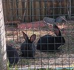 Duitse reusjes moertjes 25 euro, Dieren en Toebehoren, Konijnen, Vrouwelijk, Groot, 0 tot 2 jaar