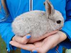 3 konijntjes, Dieren en Toebehoren, Konijnen, Meerdere dieren, Dwerg, 0 tot 2 jaar
