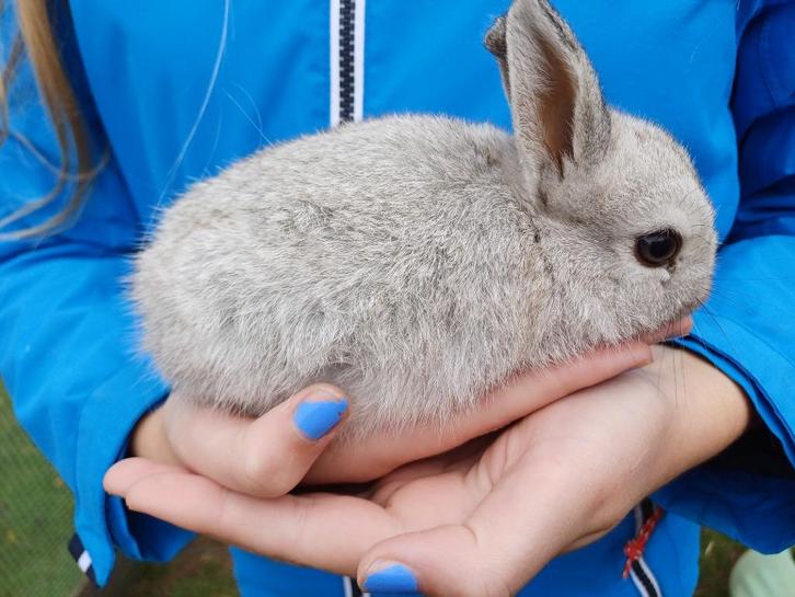 3 konijntjes, Dieren en Toebehoren, Konijnen, Dwerg, Meerdere dieren, 0 tot 2 jaar