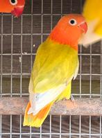 Pastelino Opaline Fischeri Pop 2025, Femelle, Perroquet nain ou Inséparable, Bagué