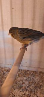 3 kanarie mannen met goede zang te koop, Dieren en Toebehoren, Vogels | Kanaries, Mannelijk, Zangkanarie