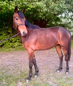 3 paarden lagere prijs, Merrie, Zadelmak