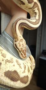 1.1 RTB Python regius, Dieren en Toebehoren, Slang, Tam, 3 tot 6 jaar