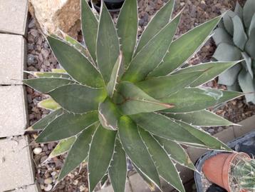 agave ghiesbreghtii, beschikbaar voor biedingen