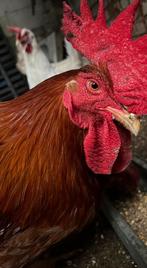 haan oranje en bruin( heel groot), Dieren en Toebehoren, Mannelijk, Kip