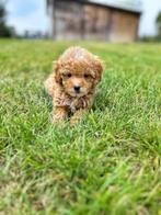 Maltipoo pupjes,bij ons geboren., België, CDV (hondenziekte), 8 tot 15 weken, Meerdere