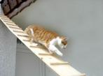 Escalier pour le chat 2meter