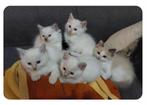 Ragdoll kittens beschikbaar, Meerdere dieren, Gechipt, 0 tot 2 jaar