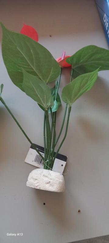 Exo terra anthurium bush beschikbaar voor biedingen