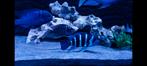 Frontosa bleu zaïre Moba F1, Animaux & Accessoires, Poissons | Poissons d'aquarium, Poisson, Poisson d'eau douce