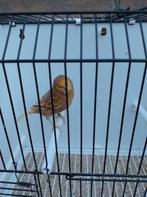 Kanarie phaeo geel mozaïek