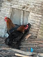 Broedeieren marans, Dieren en Toebehoren, Meerdere dieren, Kip