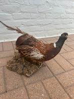Opgezette vogel, Verzamelen, Ophalen, Vogel