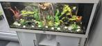 Aquarium rio 240L, Dieren en Toebehoren, Ophalen, Zo goed als nieuw