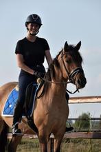 ## FANTASTISCHE & mega brave Fjord x New Forest ruin ##, Dieren en Toebehoren, Ruin, E pony (1.48m - 1.57m), Gechipt, 3 tot 6 jaar