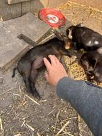 Kune kune varkens (lief,tam,diervriendelijk,mensgericht ras), Dieren en Toebehoren, Schapen, Geiten en Varkens, Varken