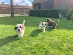 Sint bernard pups, Plusieurs, Belgique, 8 à 15 semaines, Éleveur | Loisir
