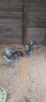 Kippen, Dieren en Toebehoren, Pluimvee, Meerdere dieren, Kip