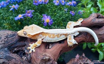 Gecko à crête Lilly White (Correlophus ciliatus) mâle