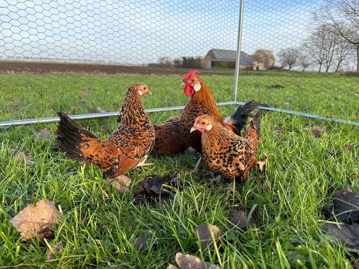 Jonge tamme Java kriel kippen gesekst & ingeënt, Animaux & Accessoires, Volatiles, Poule ou poulet, Femelle