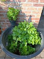 citroenmelisse, Tuin en Terras, Planten | Tuinplanten, Ophalen, Vaste plant, Bloeit niet, Halfschaduw